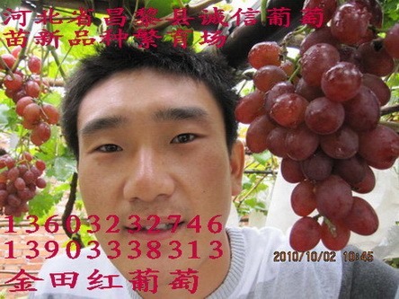 供应葡萄苗新品种